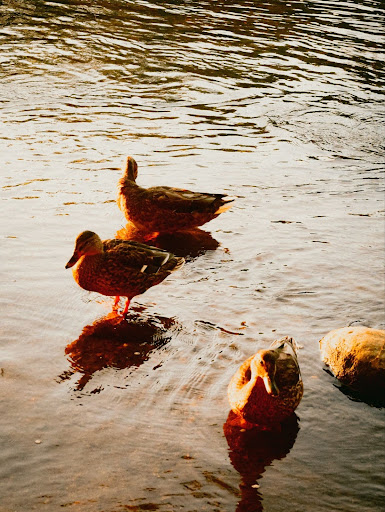 Group of ducks swimming in the water