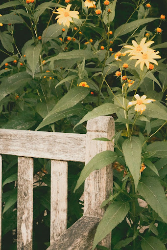 Yellow flowers behind a wooden bench